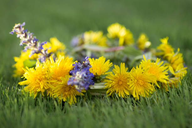 Wicker wreaths of dandelions lie on green grass. Nature background