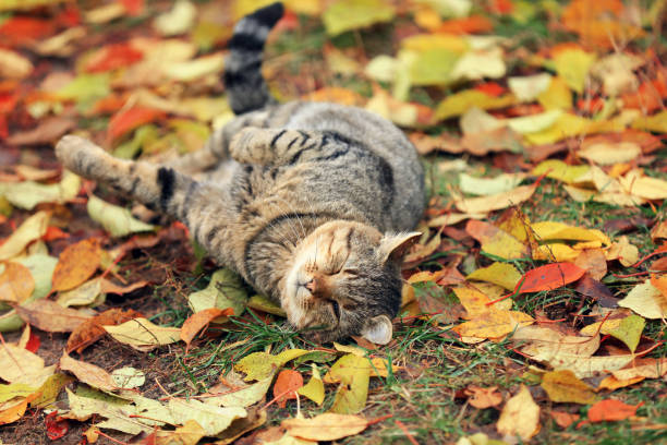 The cat lies on the fallen yellow leaves