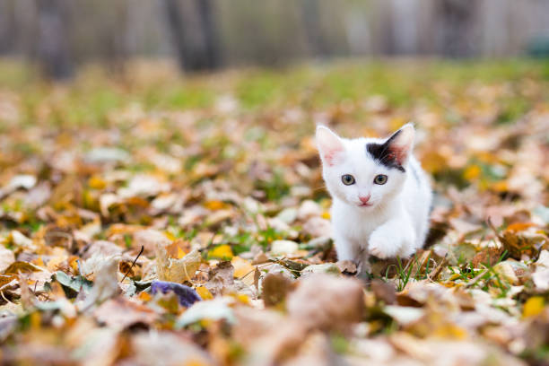 White and black small kitten on autumn glade among fallen leaves