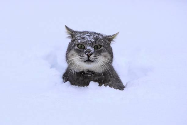 gray beautiful cat in the snow sits in a white snowdrift outdoors