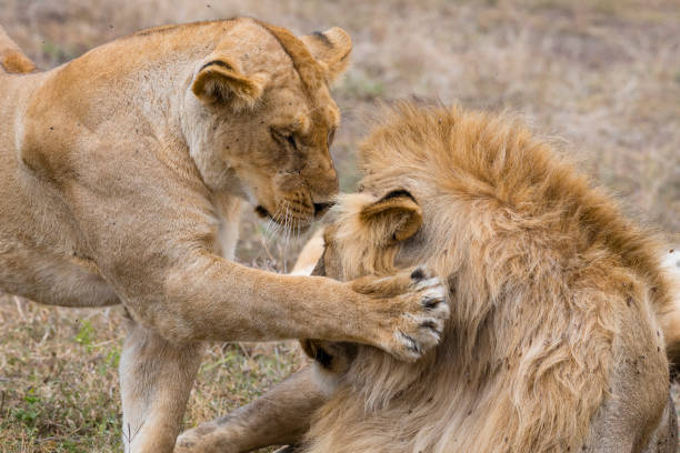 Female lion kissing and caressing male