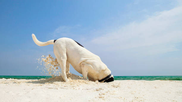 Mixed breed dog digging holes beach searching for crabs