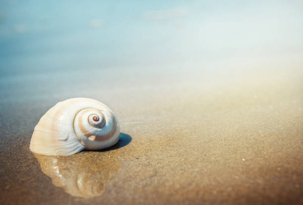 Sea shell on the sea and sandy beach blurred background. Write Your Text Here