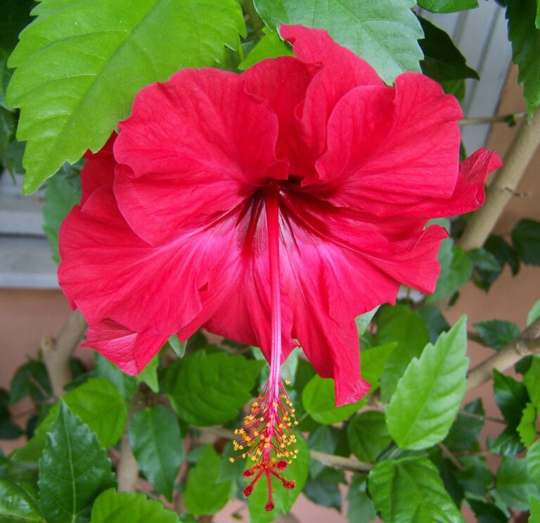 hibiscus-2768168_1280