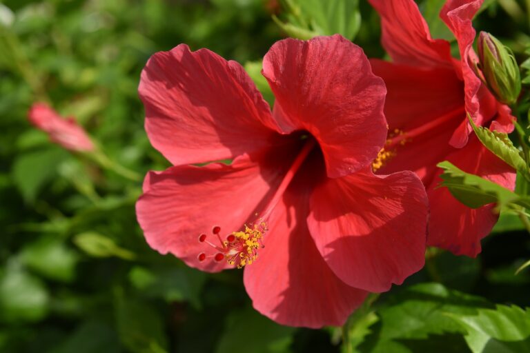 hibiscus-4712543_1280