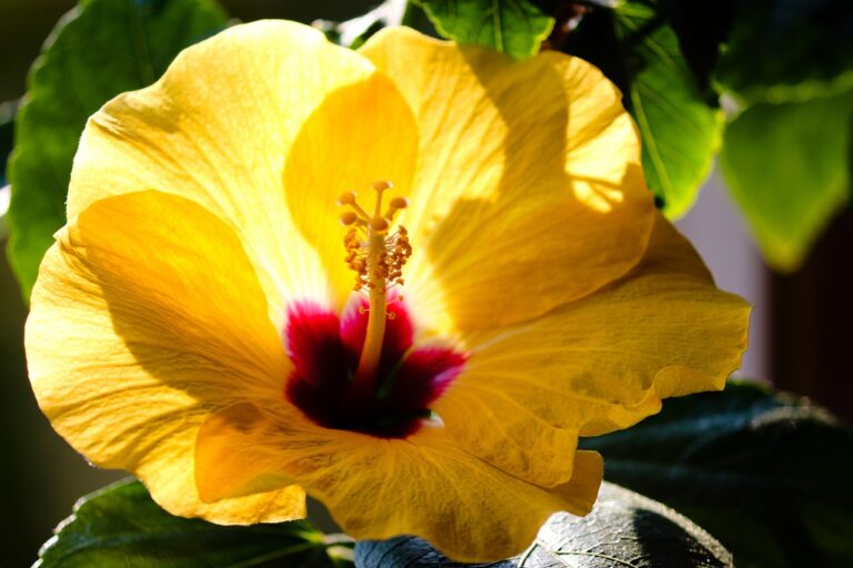 hibiscus-4806092_1280