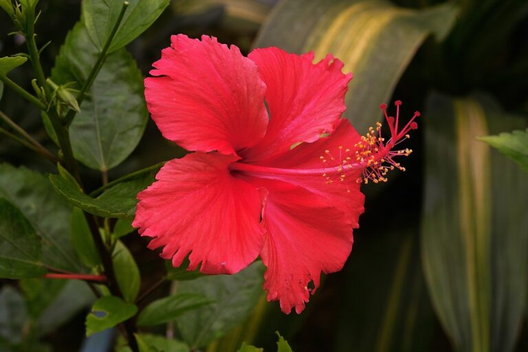 hibiscus-4929345_1280