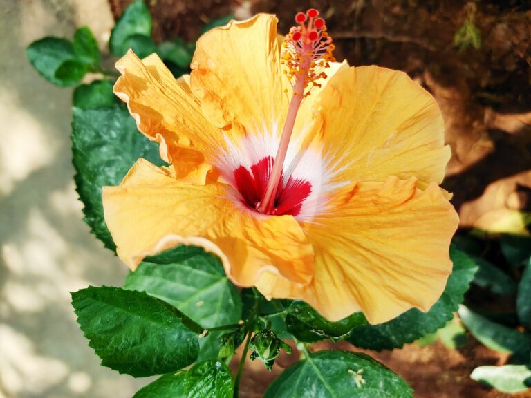 hibiscus-5050966_1280