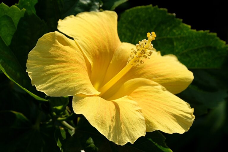 hibiscus-6892156_1280