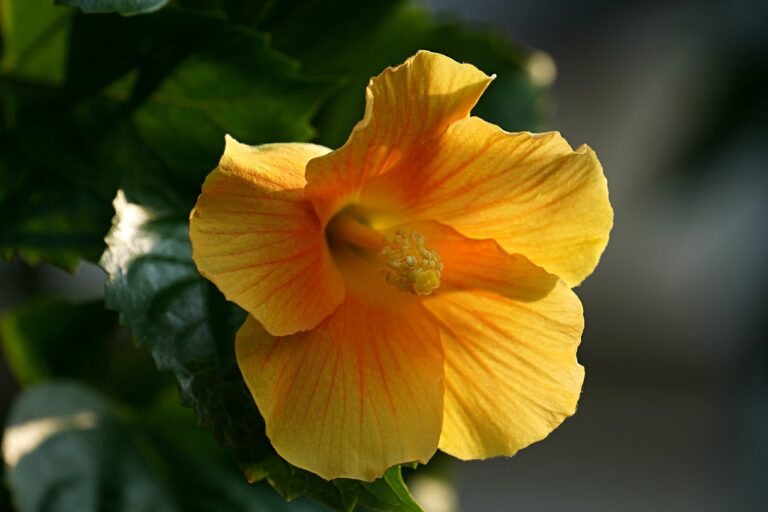 hibiscus-6930982_1280