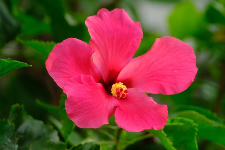 hibiscus-7423655_1280