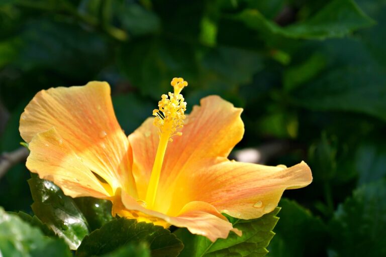 hibiscus-7506906_1280