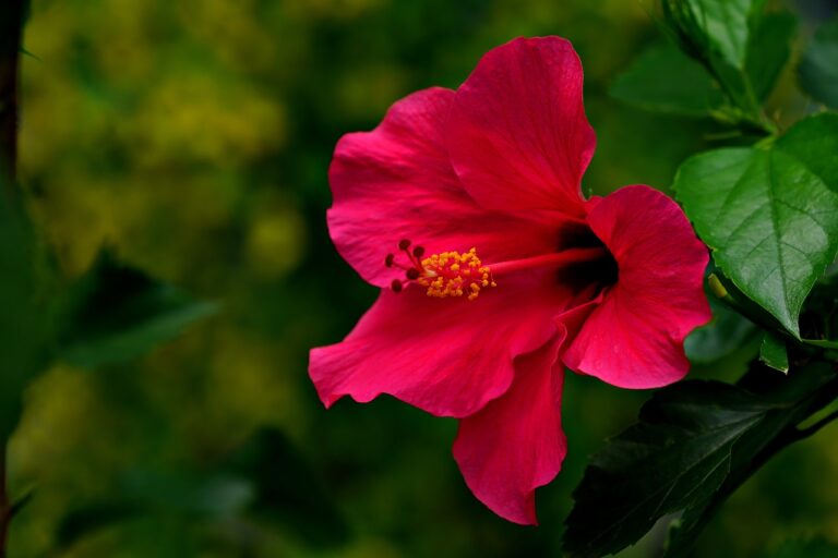 hibiscus-7509466_1280-2