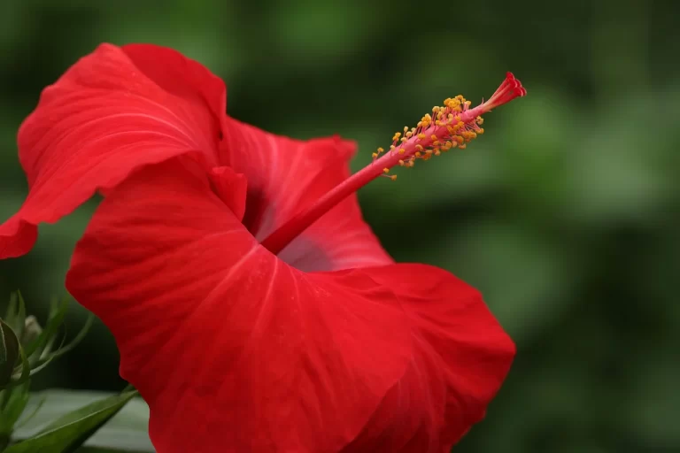 hibiscus-7577002_1280