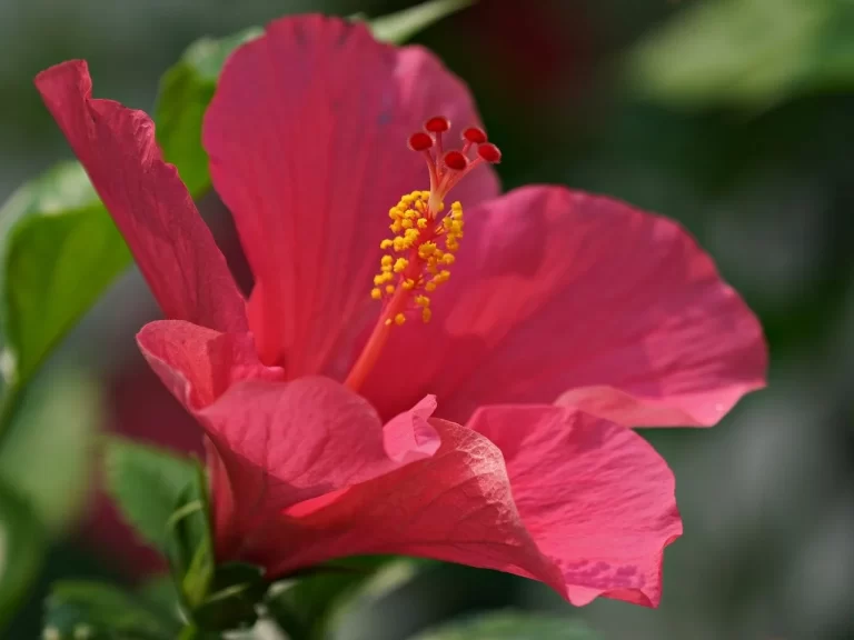 hibiscus-8505245_1280