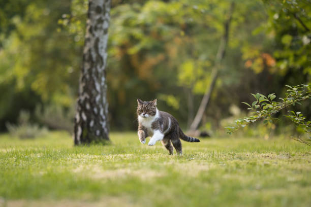 british shorthair cat playing around and running through backyard