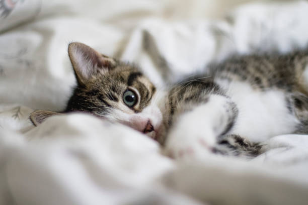 tabby cat, domestic cat, bed, kitten, small