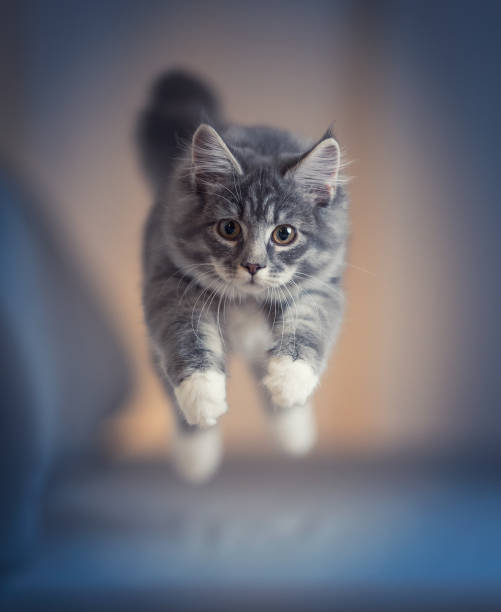 playful blue tabby maine coon kitten jumping in the air