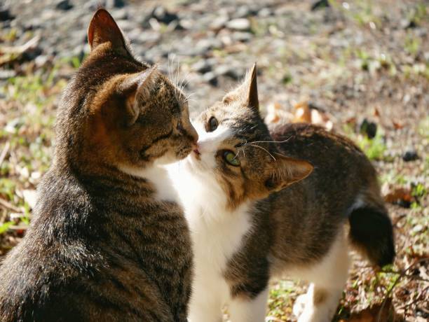 Two wild cats are kissing