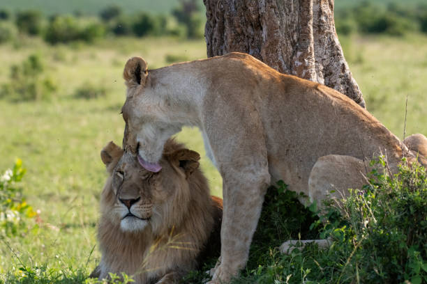 Young Lion couple in Masai Mara, Kenya