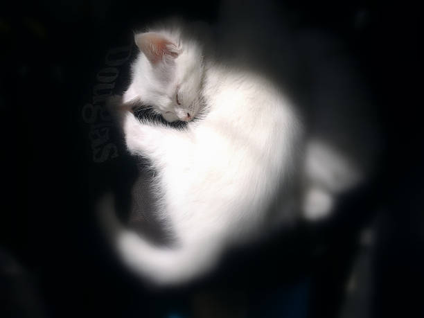 Little white kitten curled up asleep in the sun