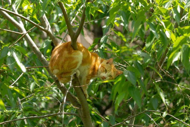 Orange domestic cat stuck in tree in trouble