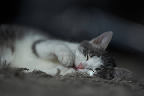 Closeup of a gorgeously cute white-gray kitten on the carpet