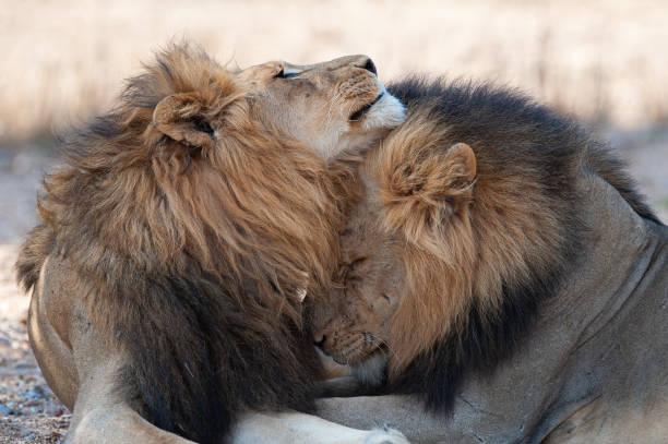 A, 2 member, male lion coalition seen on a safari in South Africa