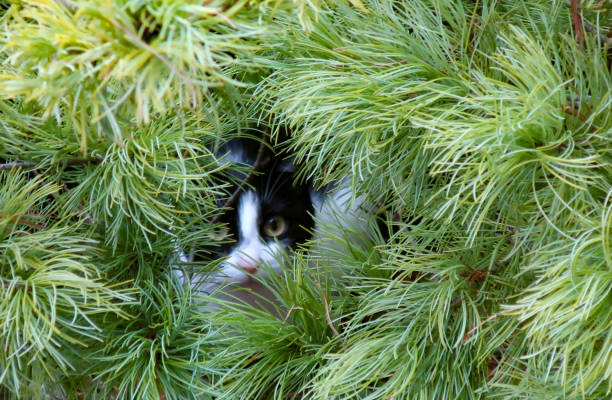 Domestic Cat Hiding in Pine Tree