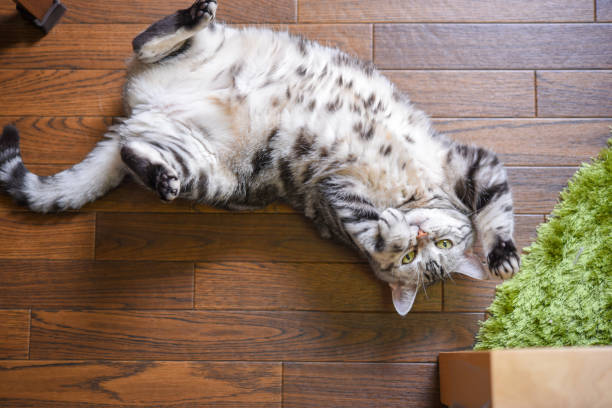 A cat rumbling on the floor