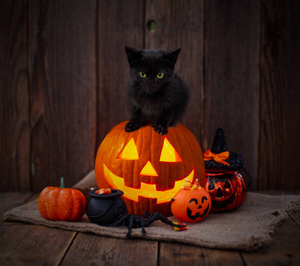 Halloween pumpkin and black cat on wooden background