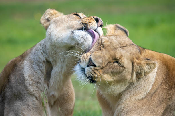 Closeup photo of one lioness grooming other