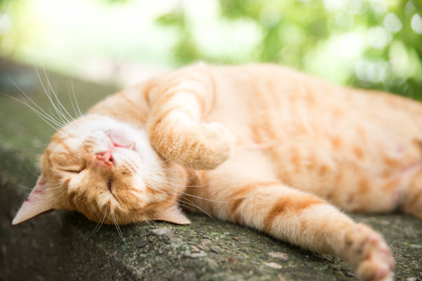 Cat relaxing in front of green trees