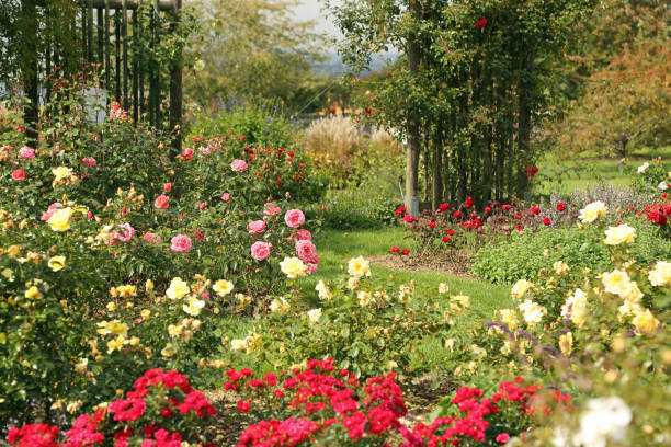 Beautiful rose garden with various roses