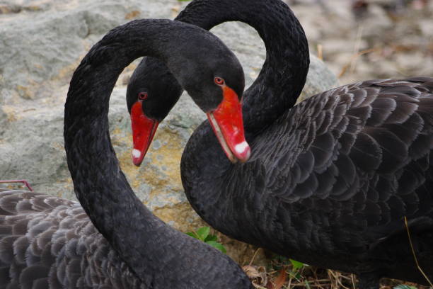 Two loving black swans pose like a heart