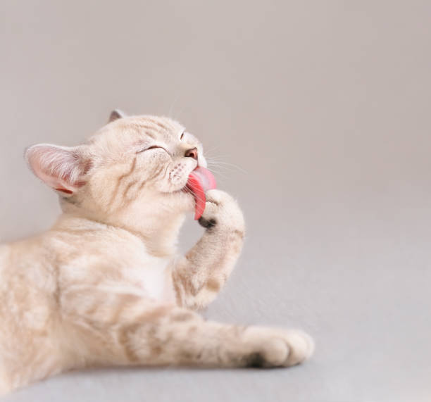 Cute scottish striped beige cat licking his paw on couch