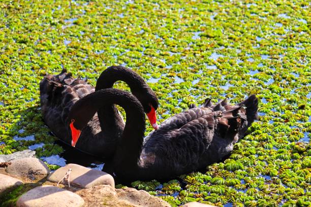 Photography of beautiful  Black Swan