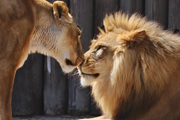 The lioness and a lion touching each other with noses