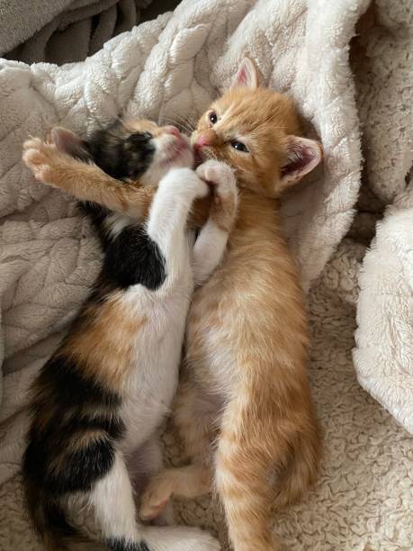 Two kittens cuddling on a fuzzy blanket