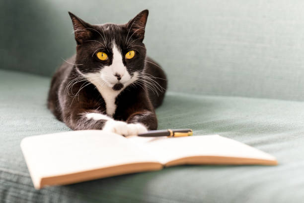 the cat is lying on the couch next to a book and a pen