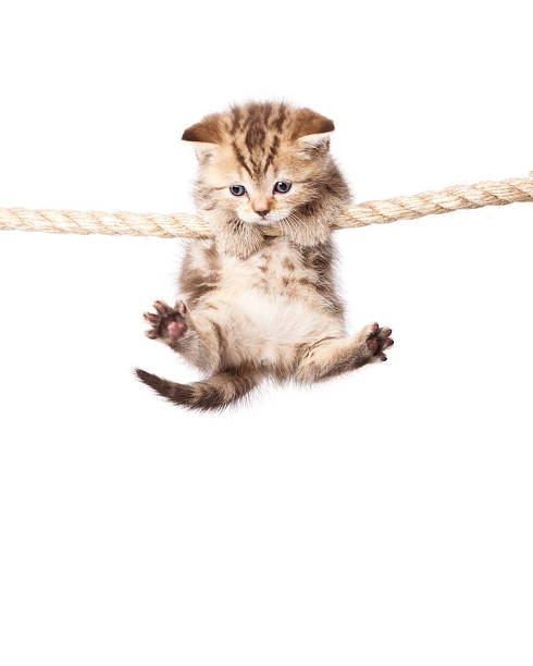 a cute kitten is climbing on the rope