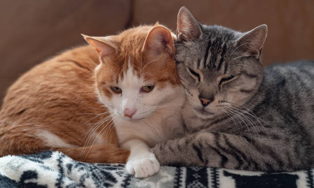 two cats cuddling