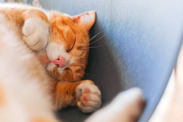 A sleeping ginger cat on a chair. Fluffy kitty in relaxation, in slumber