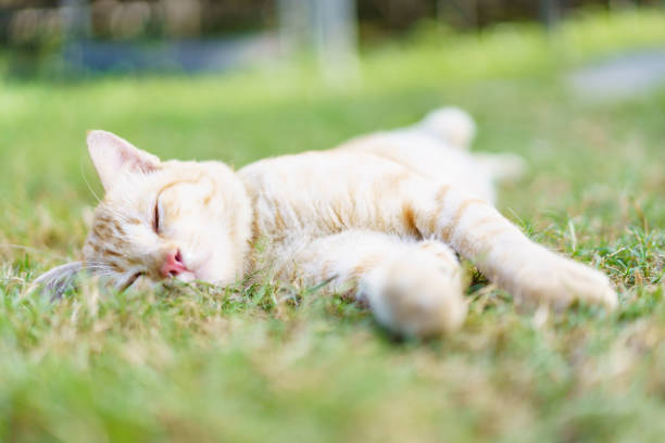 Happy little cat lying down on grass field, lazy cat portrait