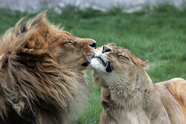 lion pair grooming