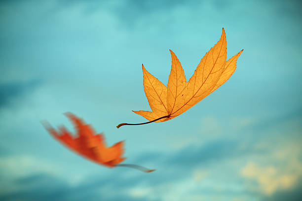 Two falling autumn leaves before the storm. Selective focus