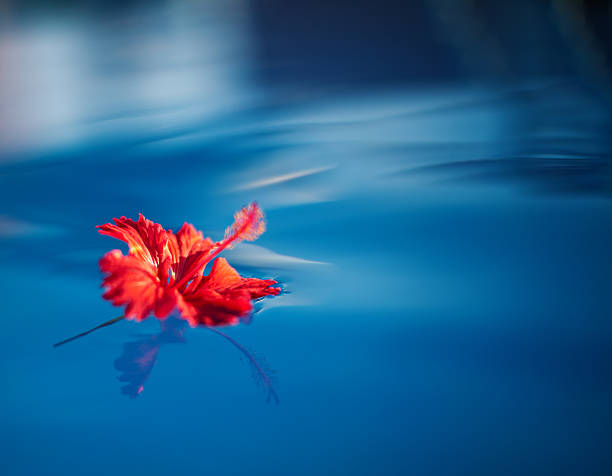 Hibiscus flower in the water