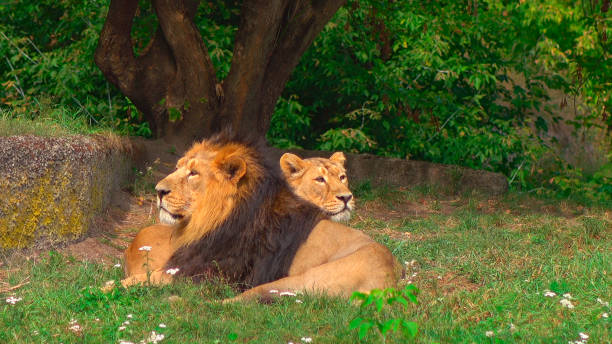 Two big wild lions relaxing on the sunny day. Calm scene in the fresh air