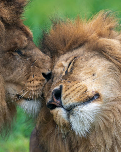 An adult African lion affectionately kisses the cheek of a young lion