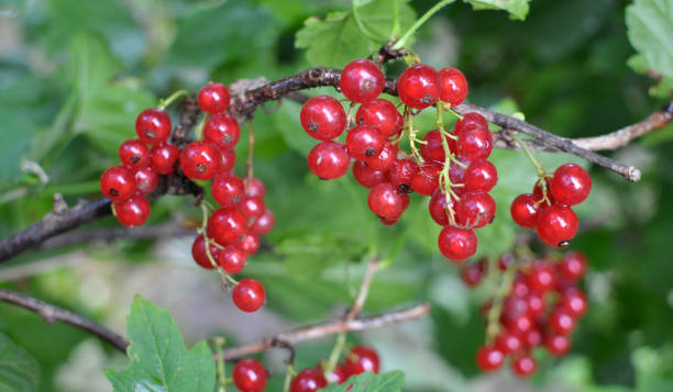 On the branch bush berries are ripe red currant (Ribes rubrum)